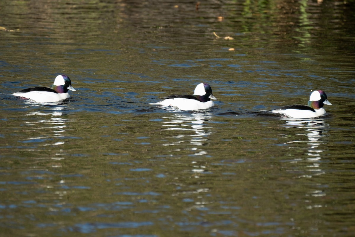 Bufflehead - ML646327803