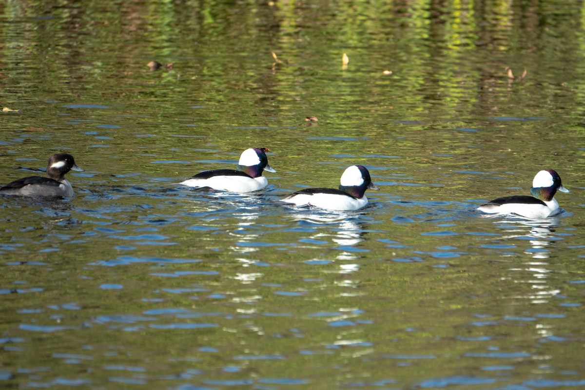 Bufflehead - ML646327804