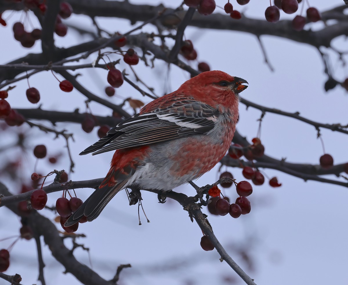 Hakengimpel - ML646327808