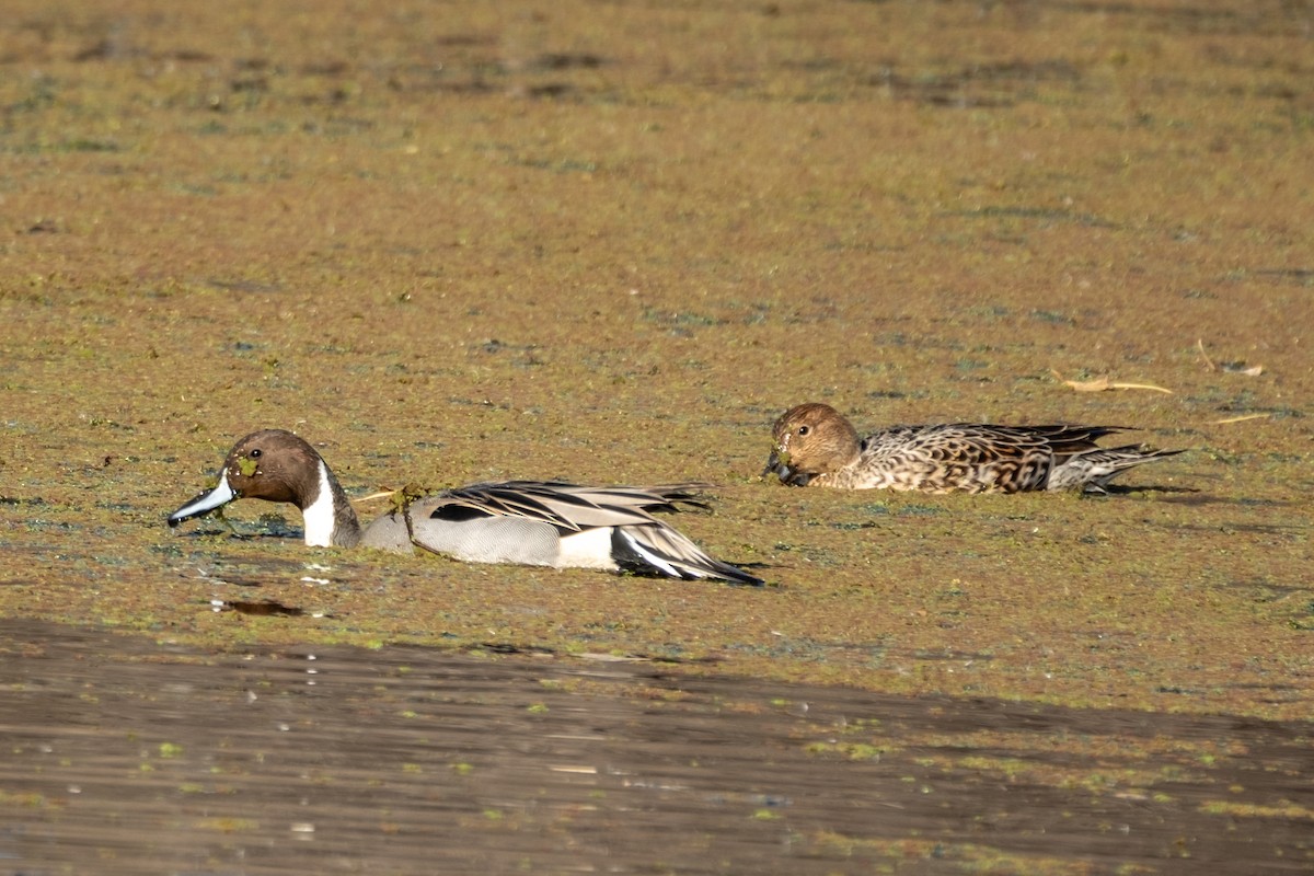 Northern Pintail - ML646327812