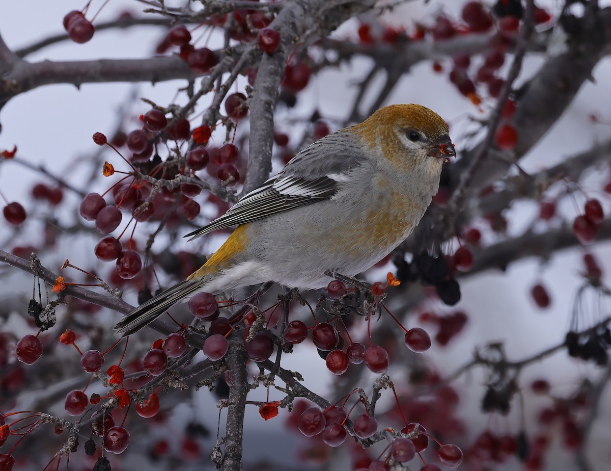 Hakengimpel - ML646327813