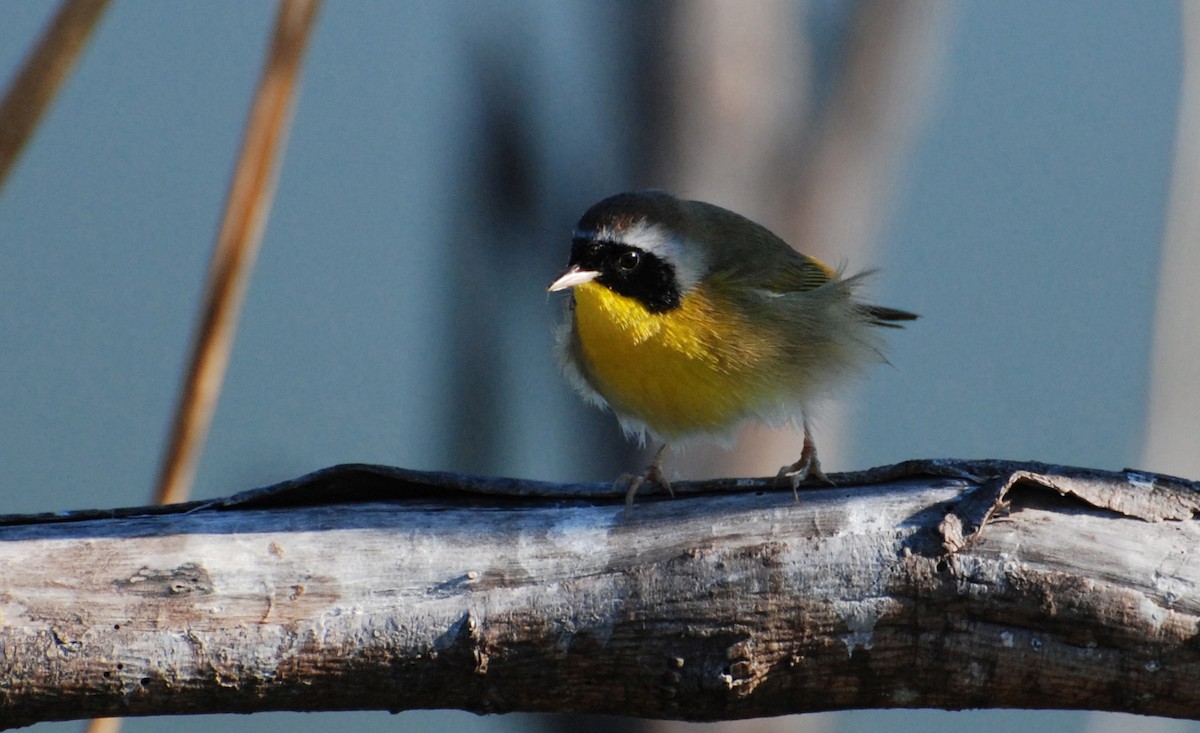 Common Yellowthroat - ML646327815