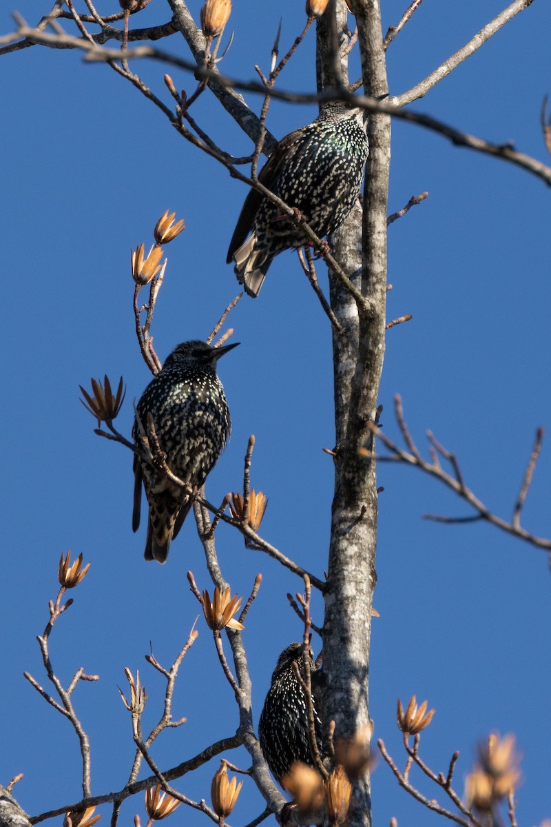 European Starling - ML646327819