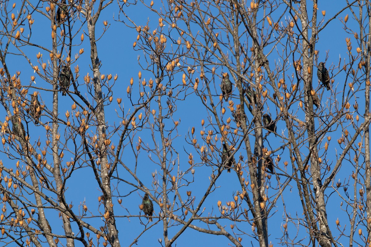 European Starling - ML646327820
