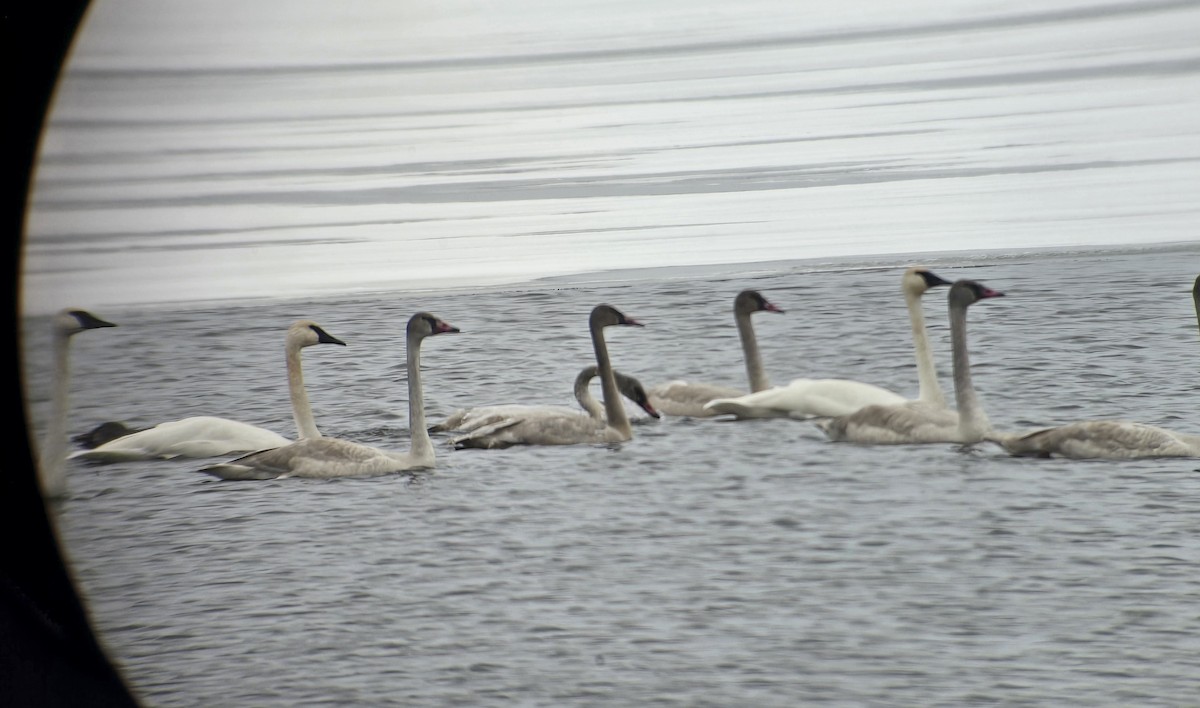 Trumpeter Swan - ML646327821