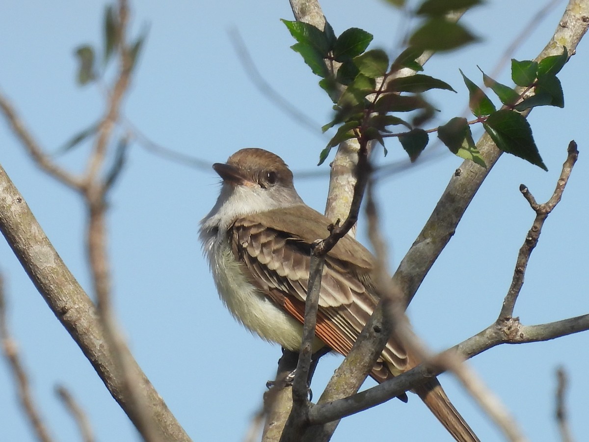 Ash-throated Flycatcher - ML646327822