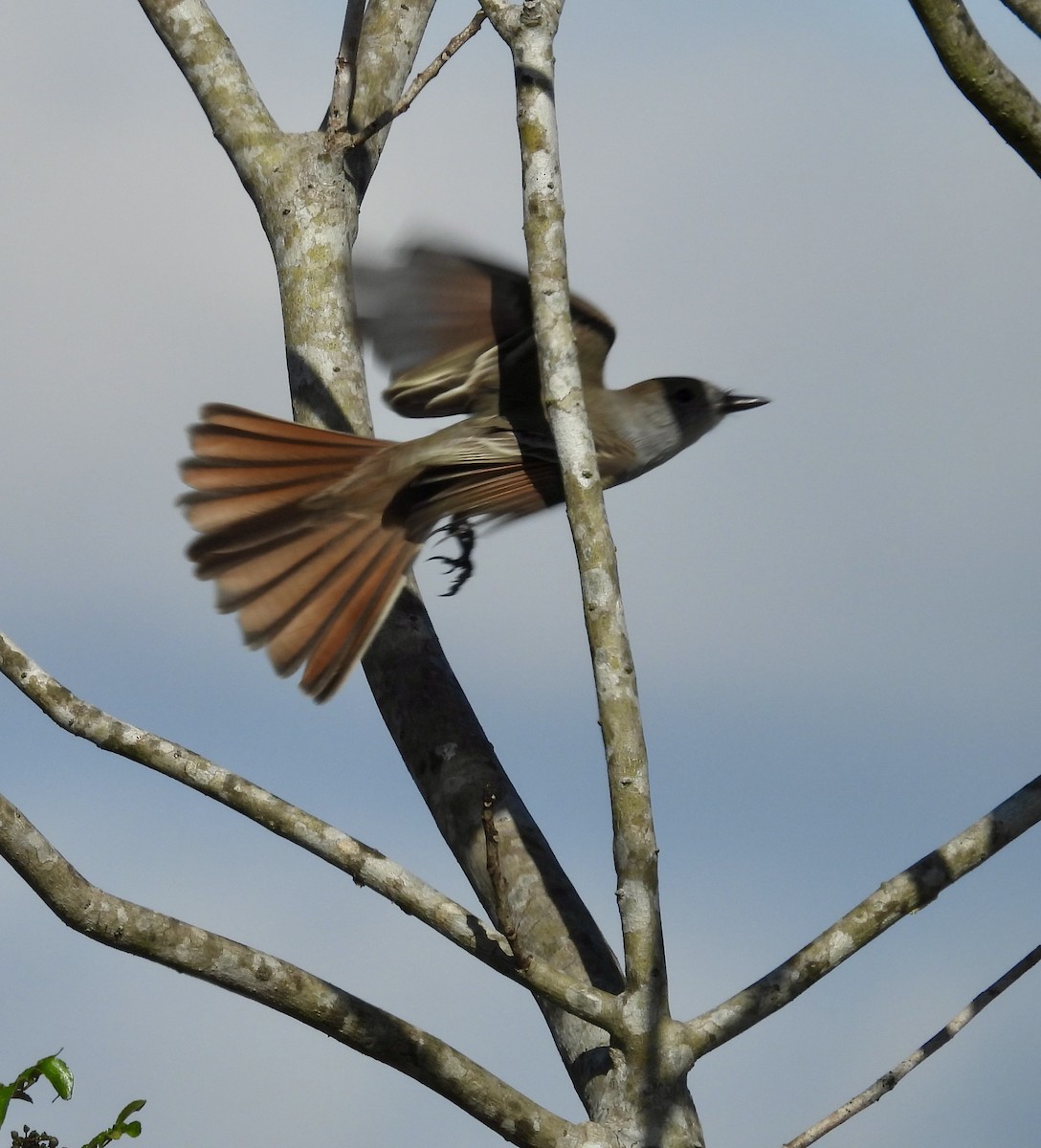 Ash-throated Flycatcher - ML646327823