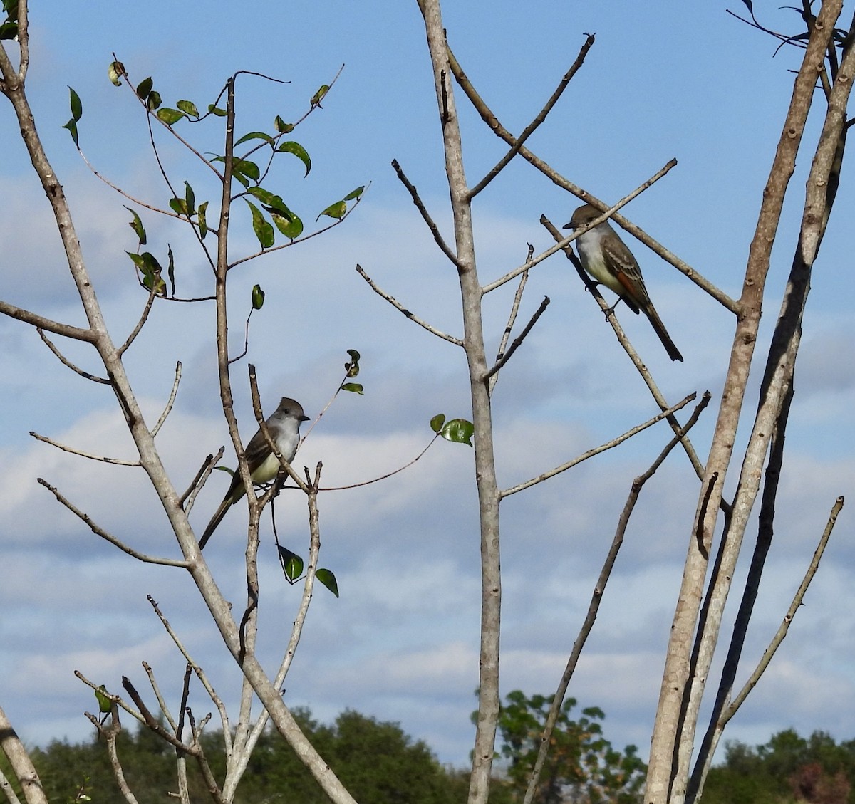 Ash-throated Flycatcher - ML646327824