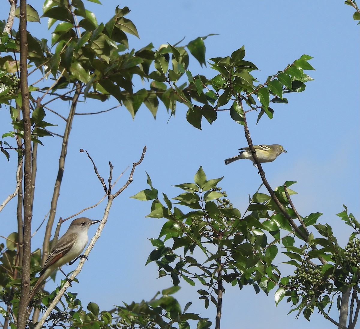 Ash-throated Flycatcher - ML646327825
