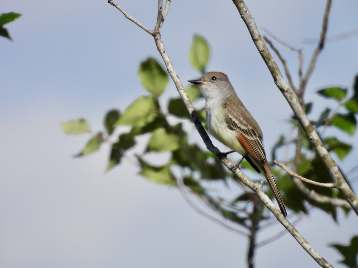 Ash-throated Flycatcher - ML646327826