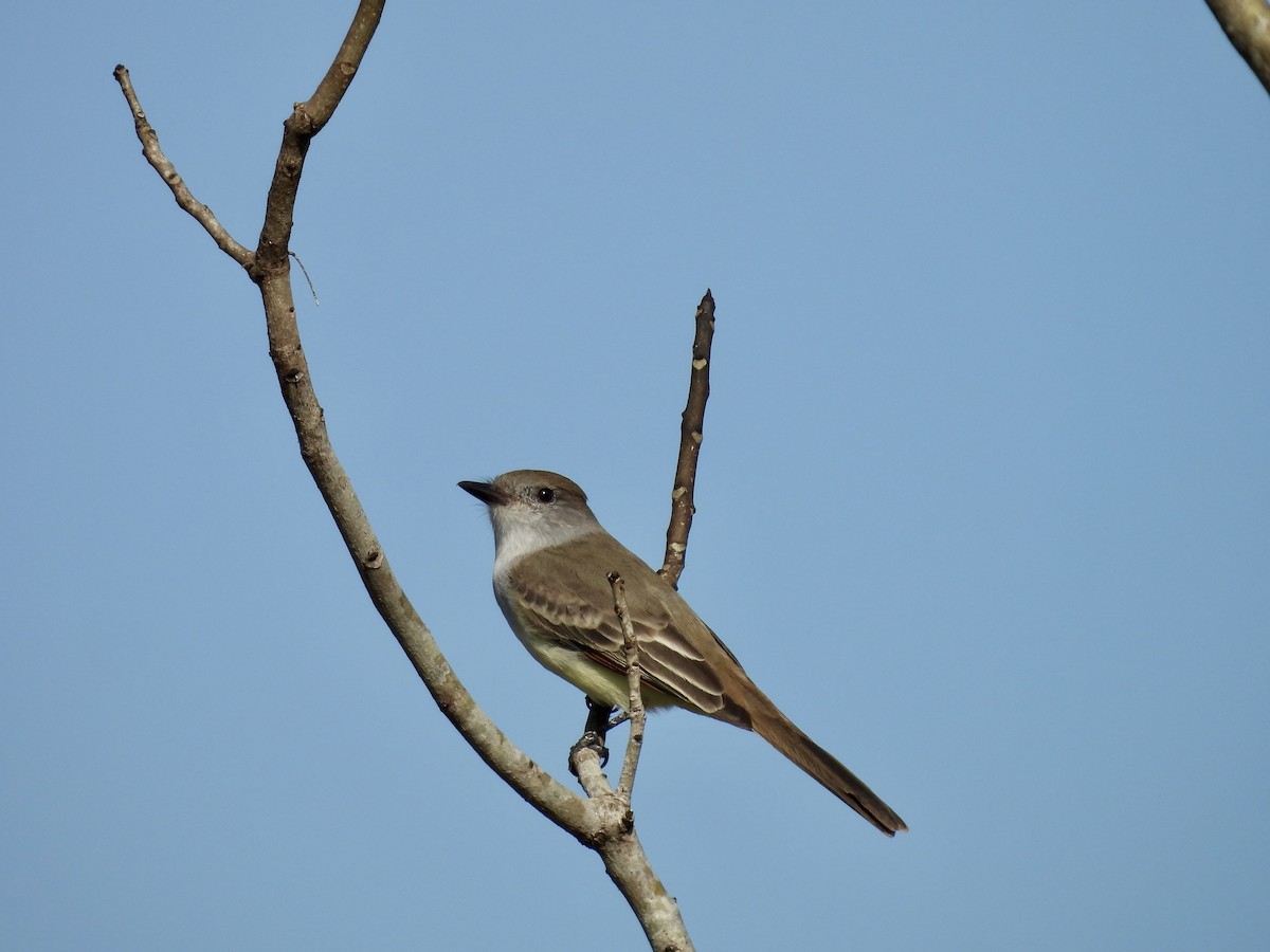 Ash-throated Flycatcher - ML646327827