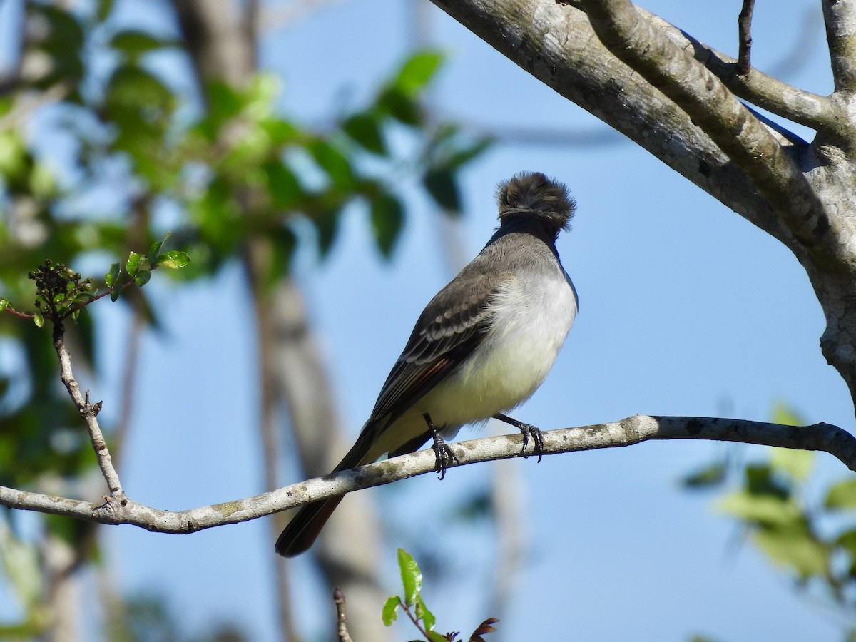 Ash-throated Flycatcher - ML646327828