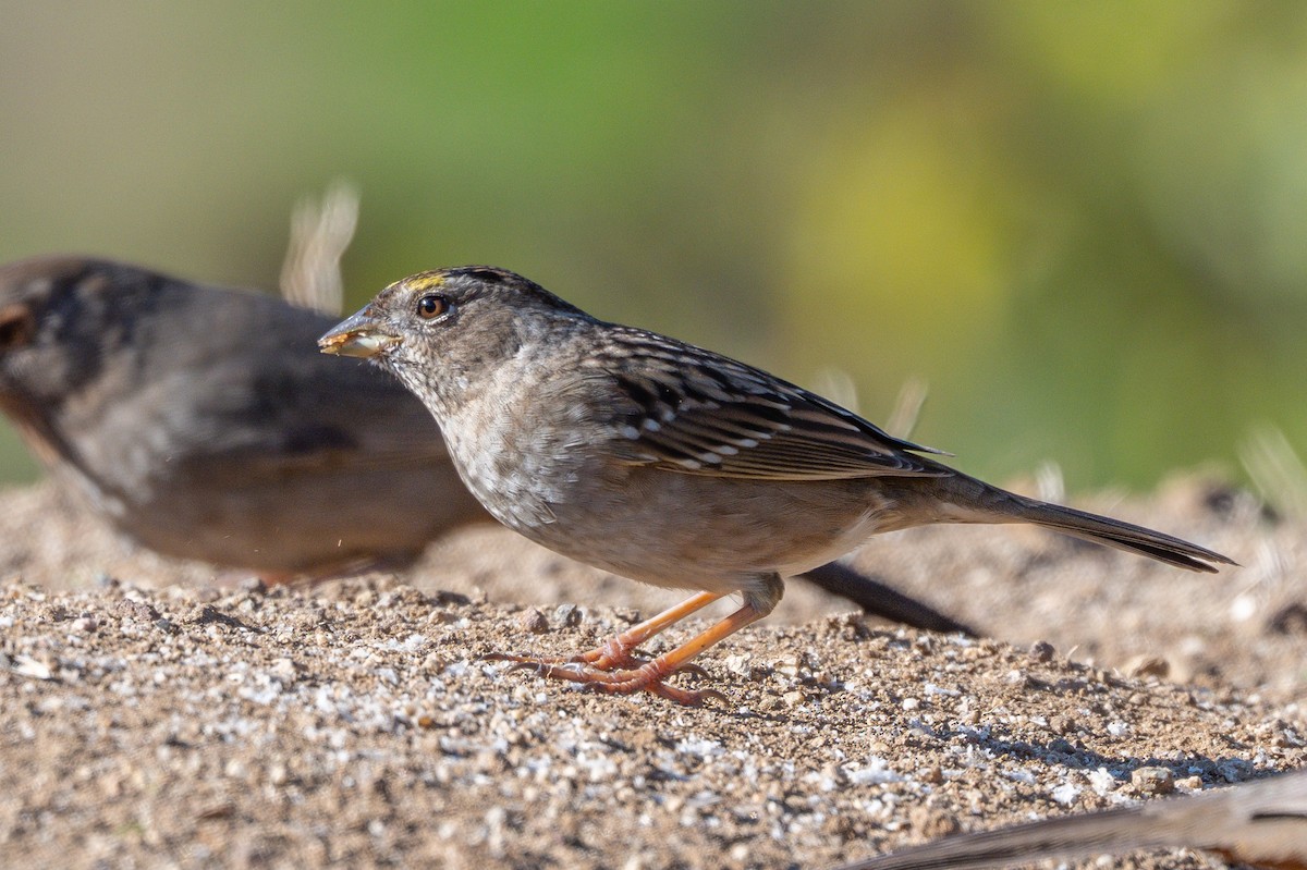 Golden-crowned Sparrow - ML646327841