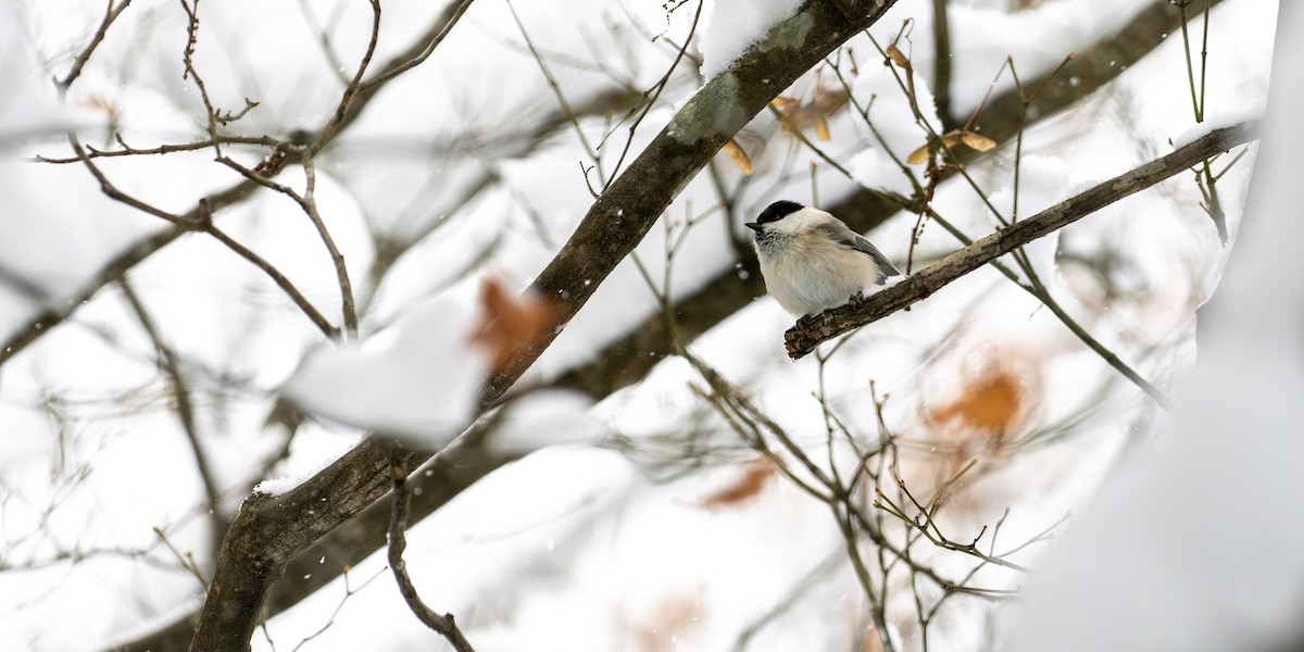 Mésange boréale - ML646327845