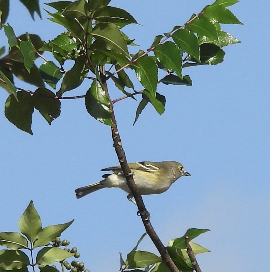 White-eyed Vireo - ML646327846