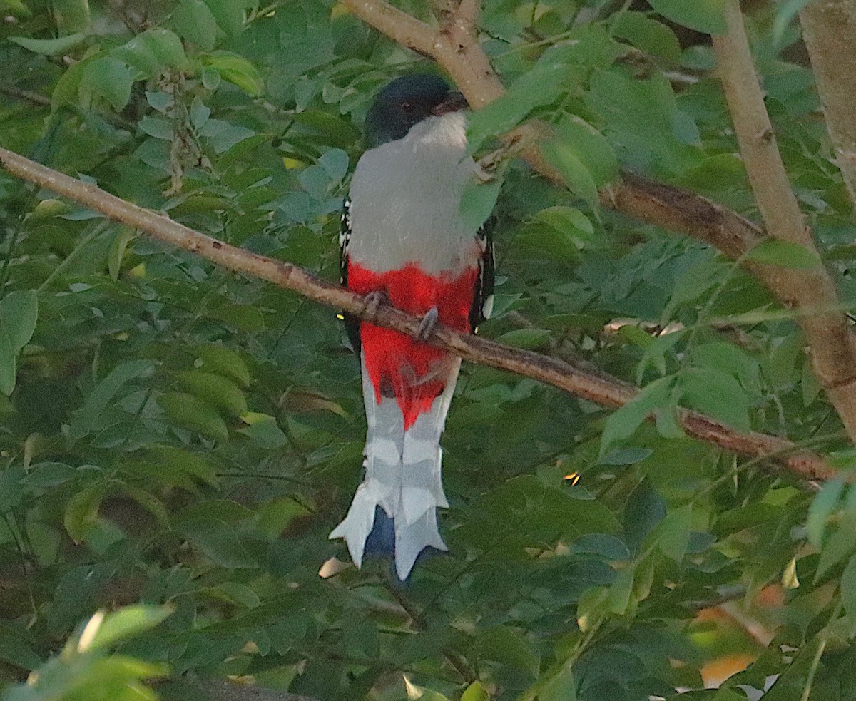 Cuban Trogon - ML646327848