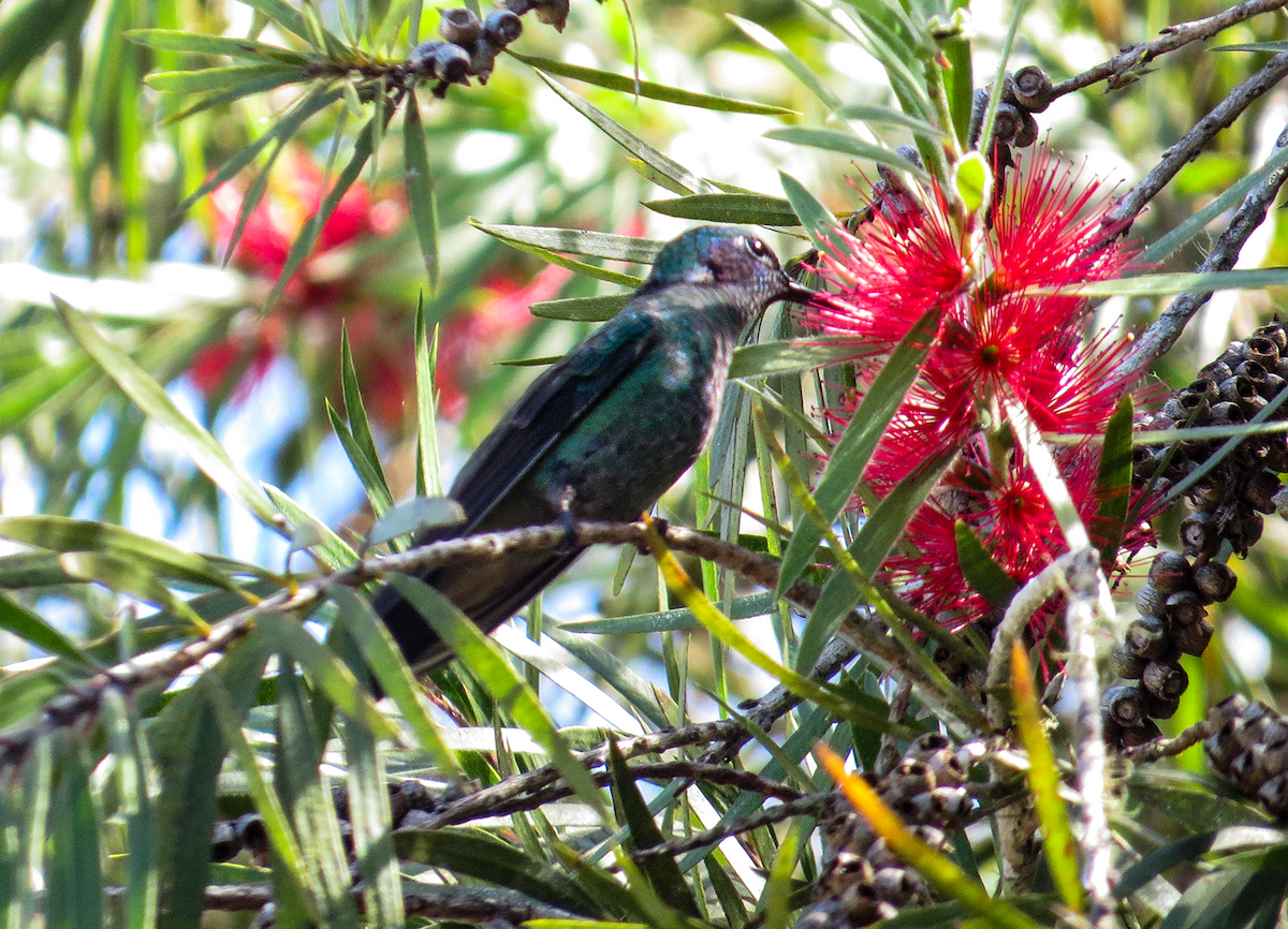 Lesser Violetear - ML646327854