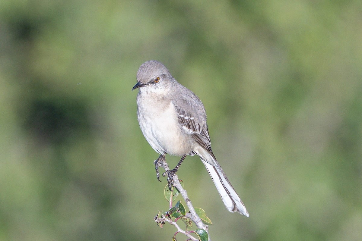 Northern Mockingbird - ML646327855
