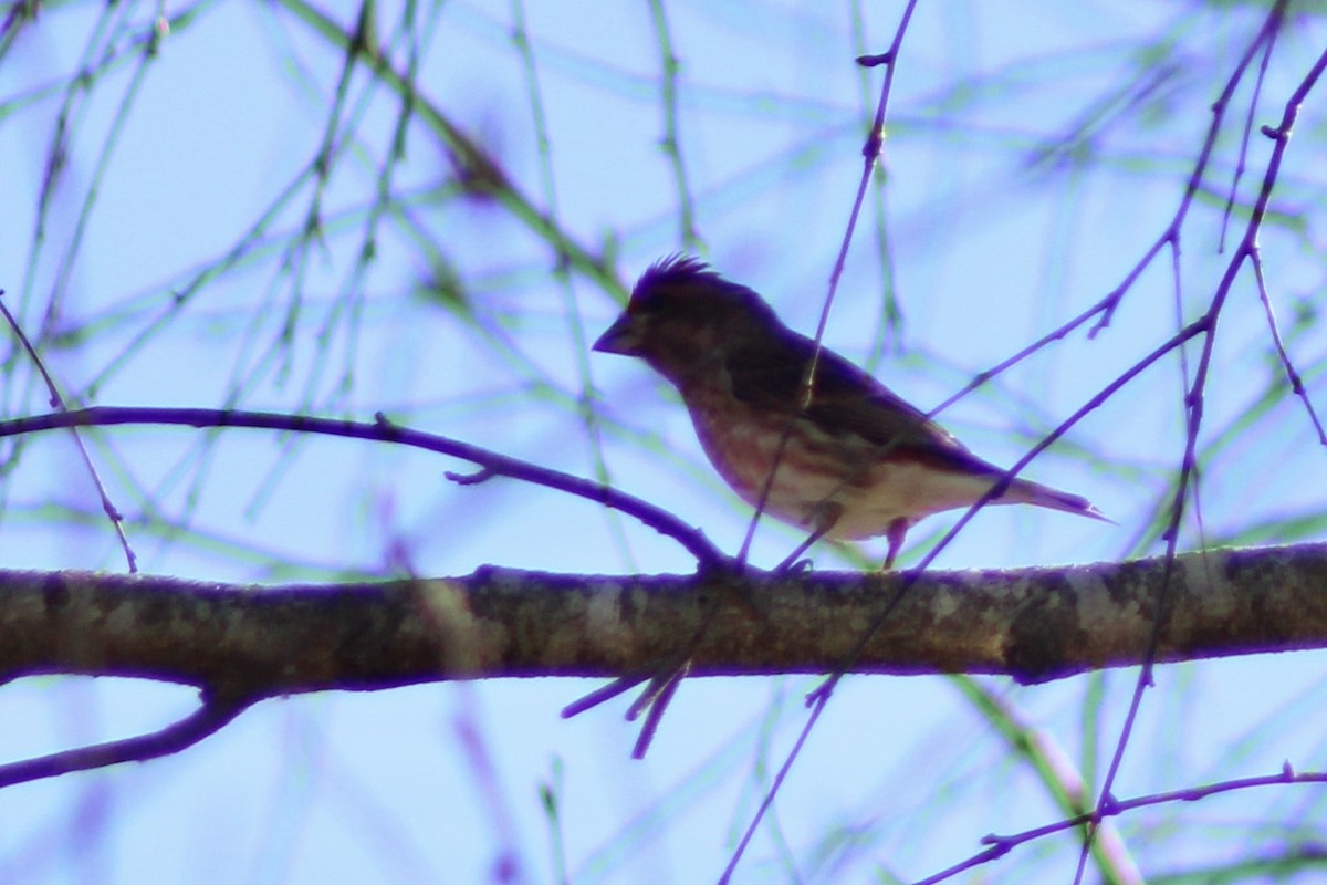 Purple Finch - ML646327856