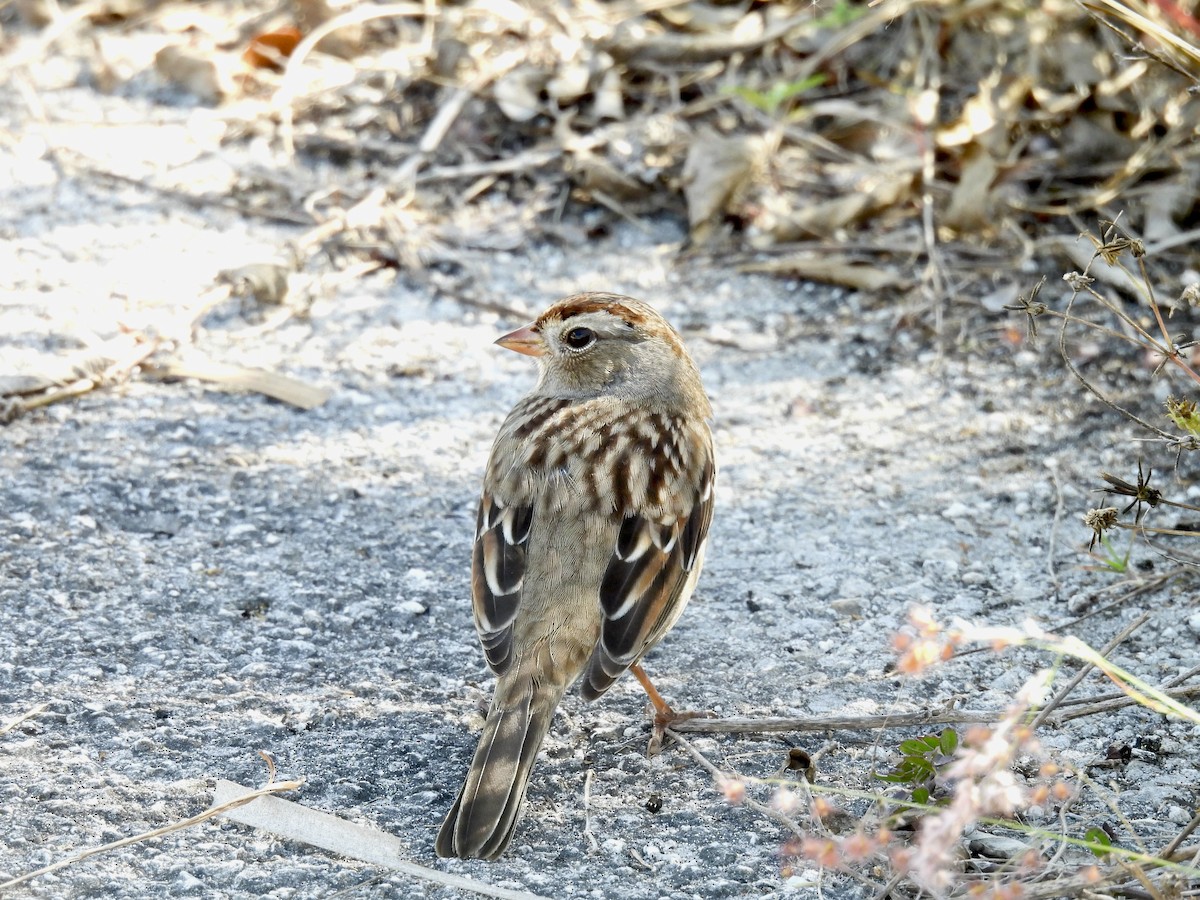 White-crowned Sparrow - ML646327857