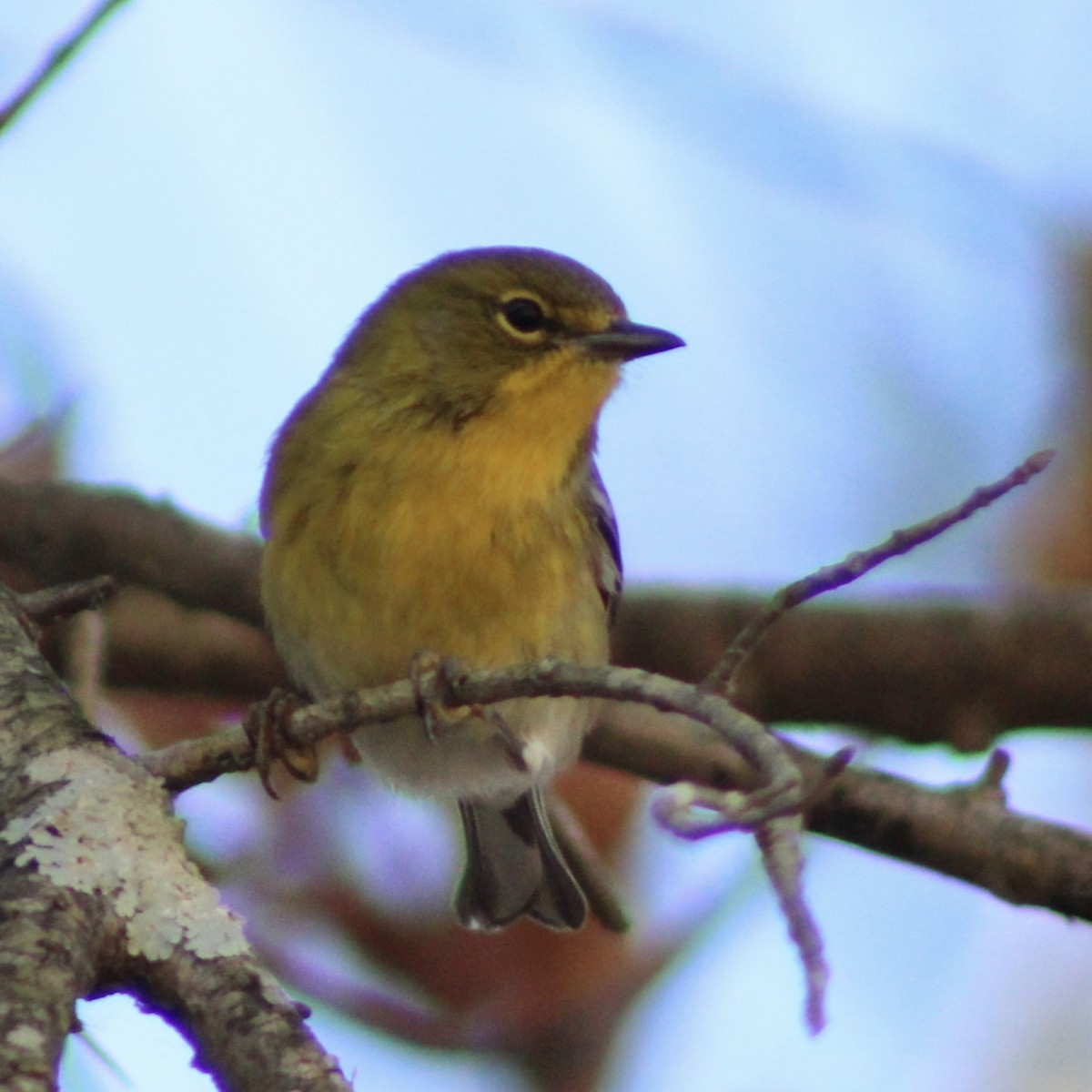 Pine Warbler - ML646327860