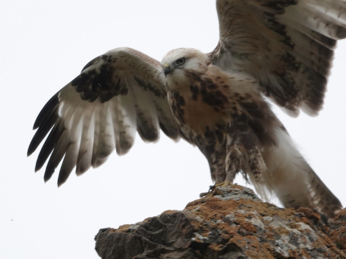 káně stepní - ML646327869