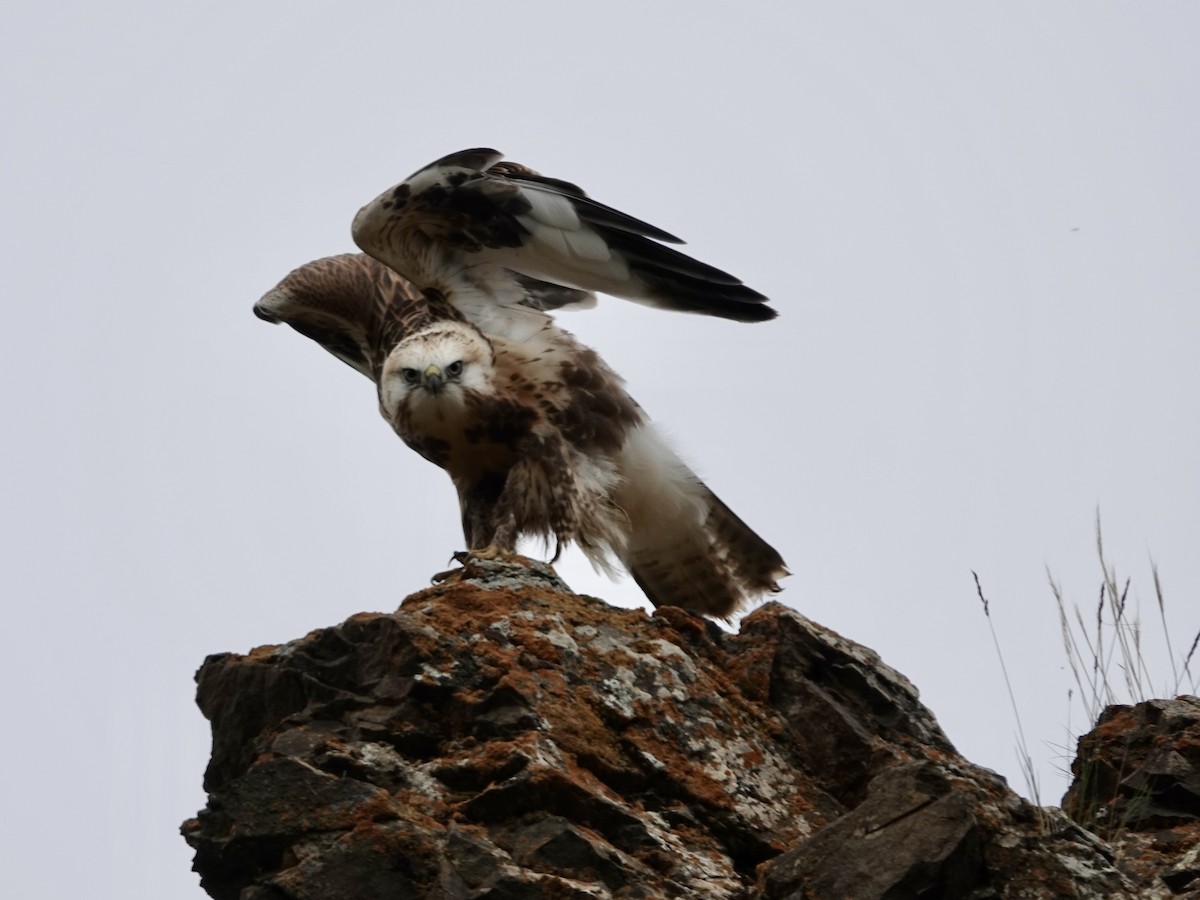 káně stepní - ML646327870