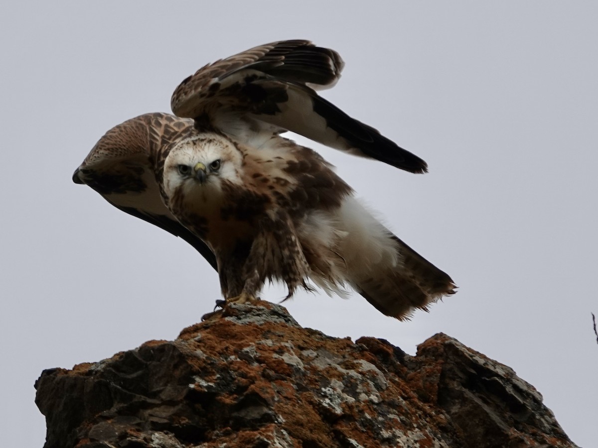 káně stepní - ML646327871