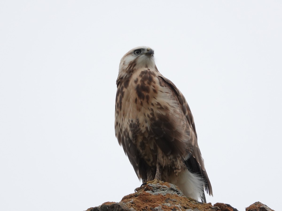 káně stepní - ML646327872