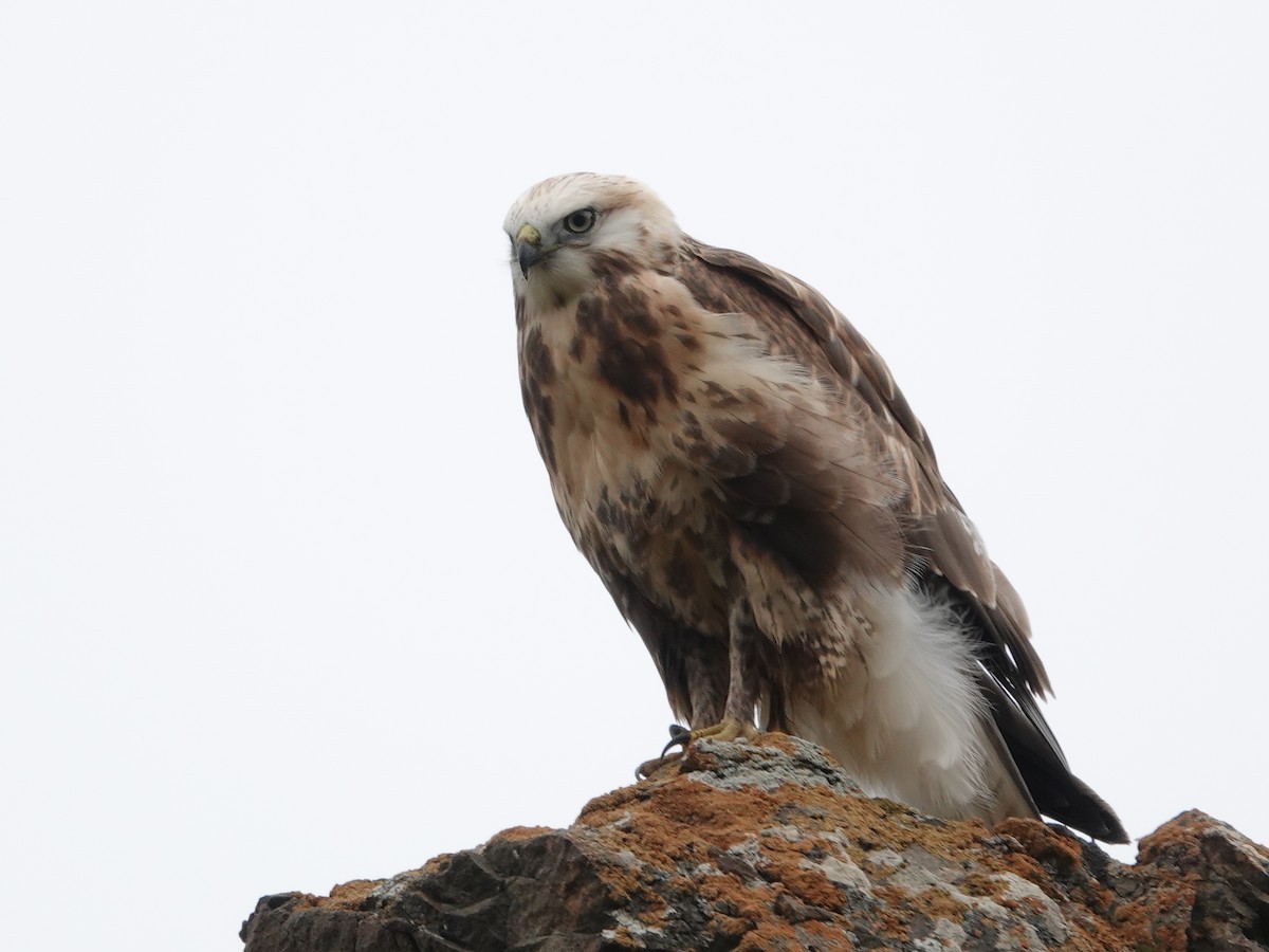 káně stepní - ML646327873