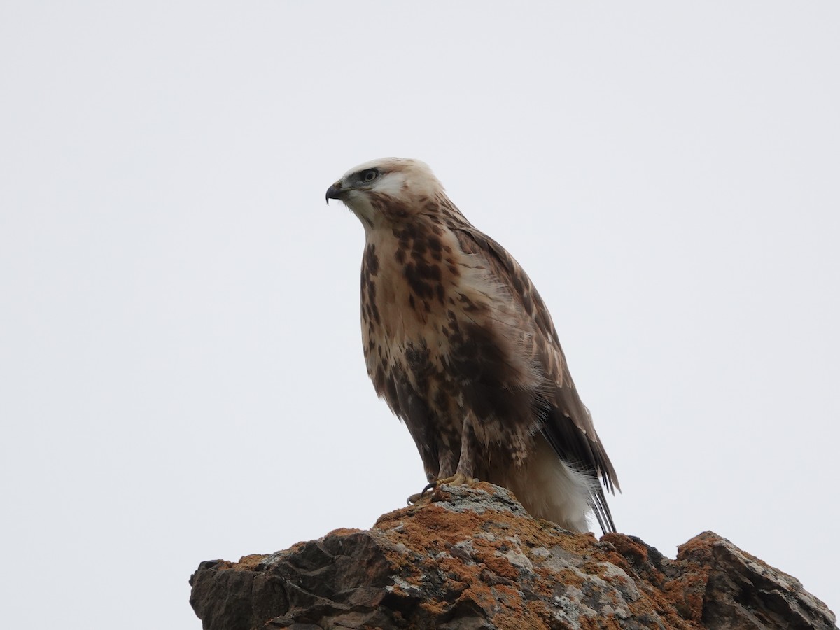 káně stepní - ML646327874