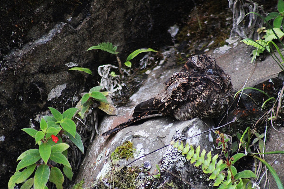 Lyre-tailed Nightjar - ML646327876