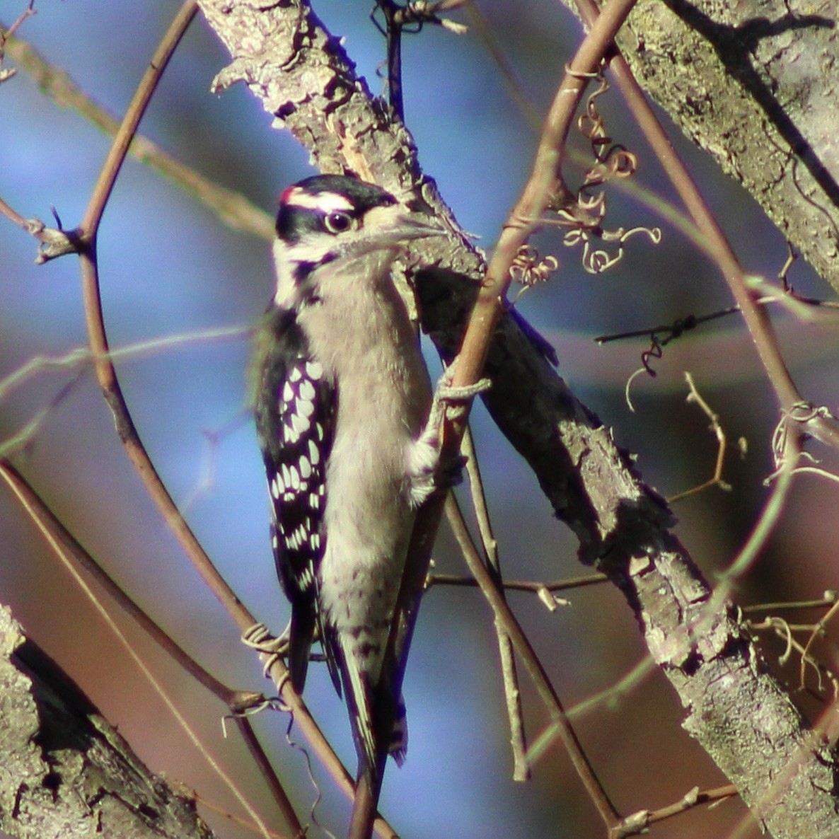 Downy Woodpecker - ML646327882