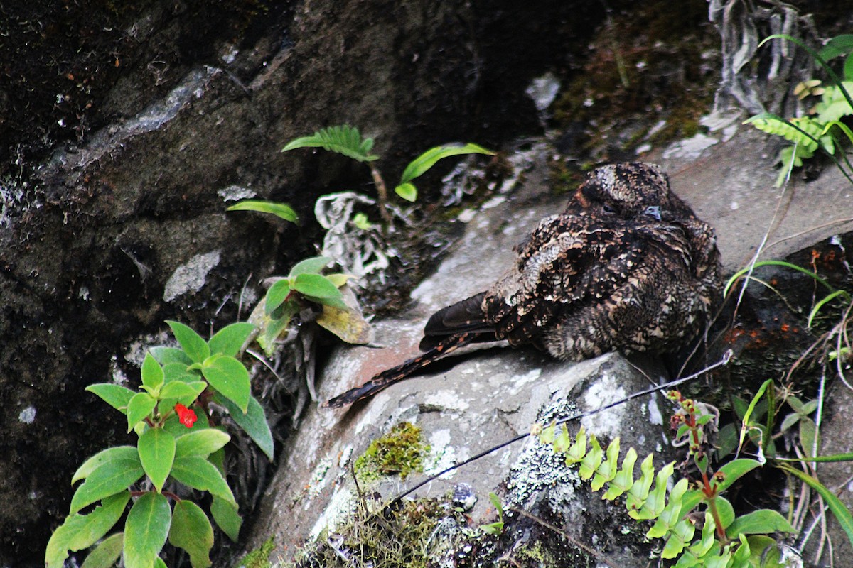 Lyre-tailed Nightjar - ML646327884