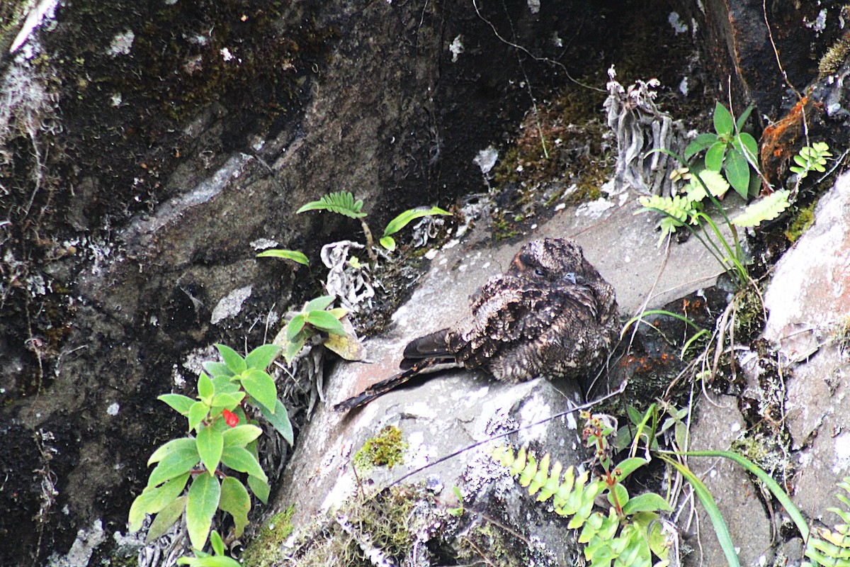 Lyre-tailed Nightjar - ML646327885