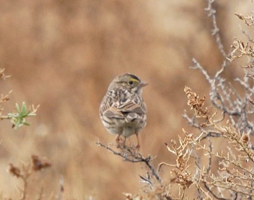 Savannah Sparrow - ML646327886