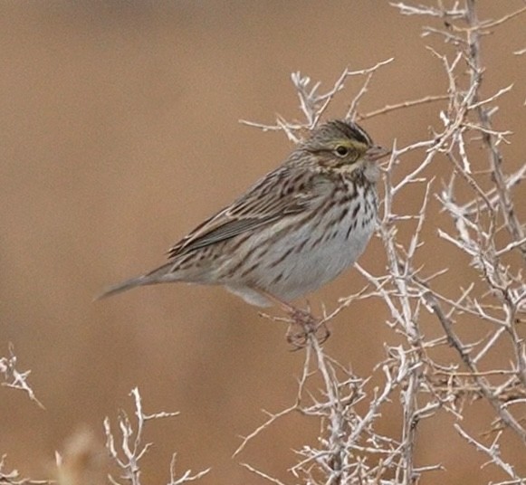 Savannah Sparrow - ML646327887