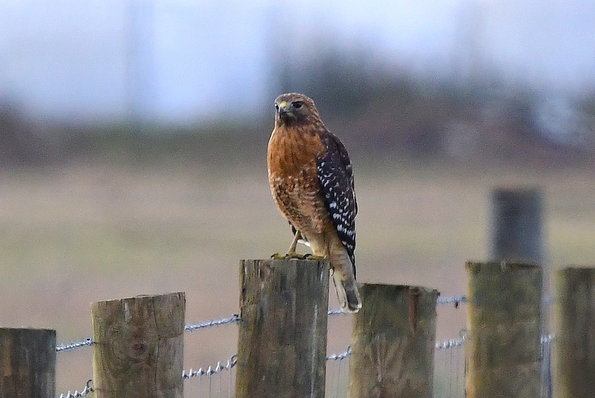 Red-shouldered Hawk - ML646327897