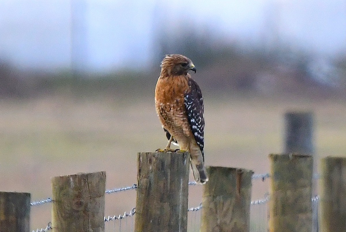 Red-shouldered Hawk - ML646327898