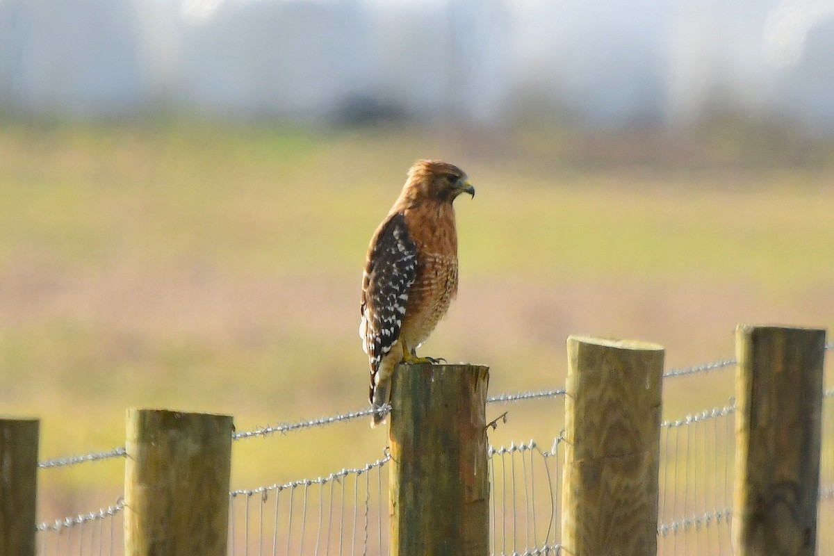 Red-shouldered Hawk - ML646327899