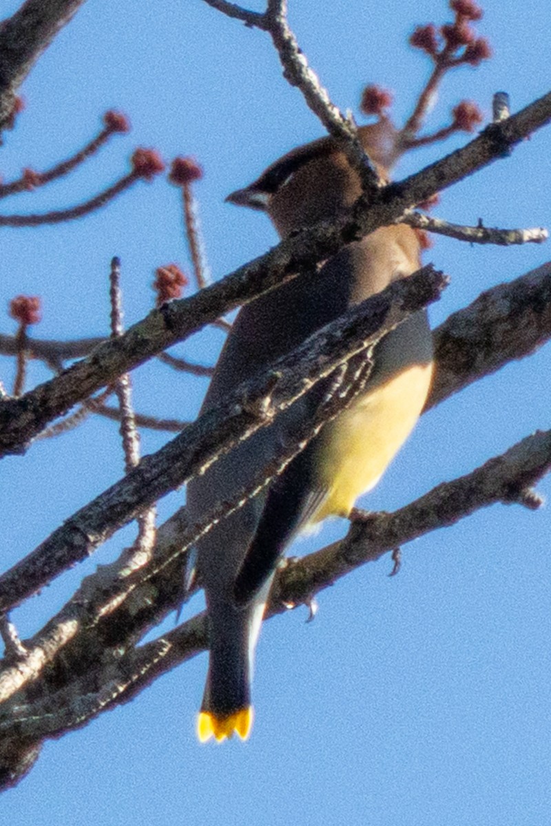 brkoslav americký - ML646327902