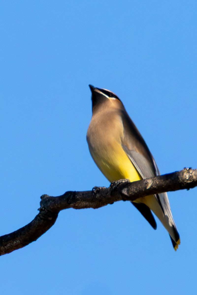 brkoslav americký - ML646327903