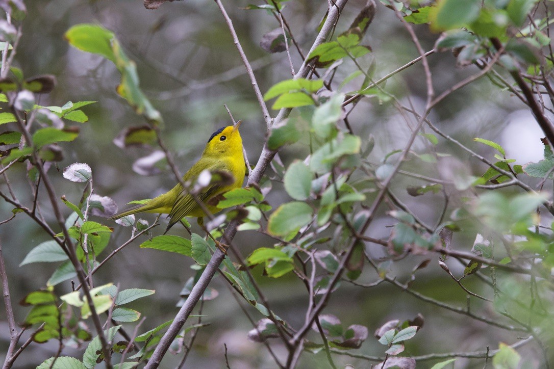 Wilson's Warbler - ML646327904
