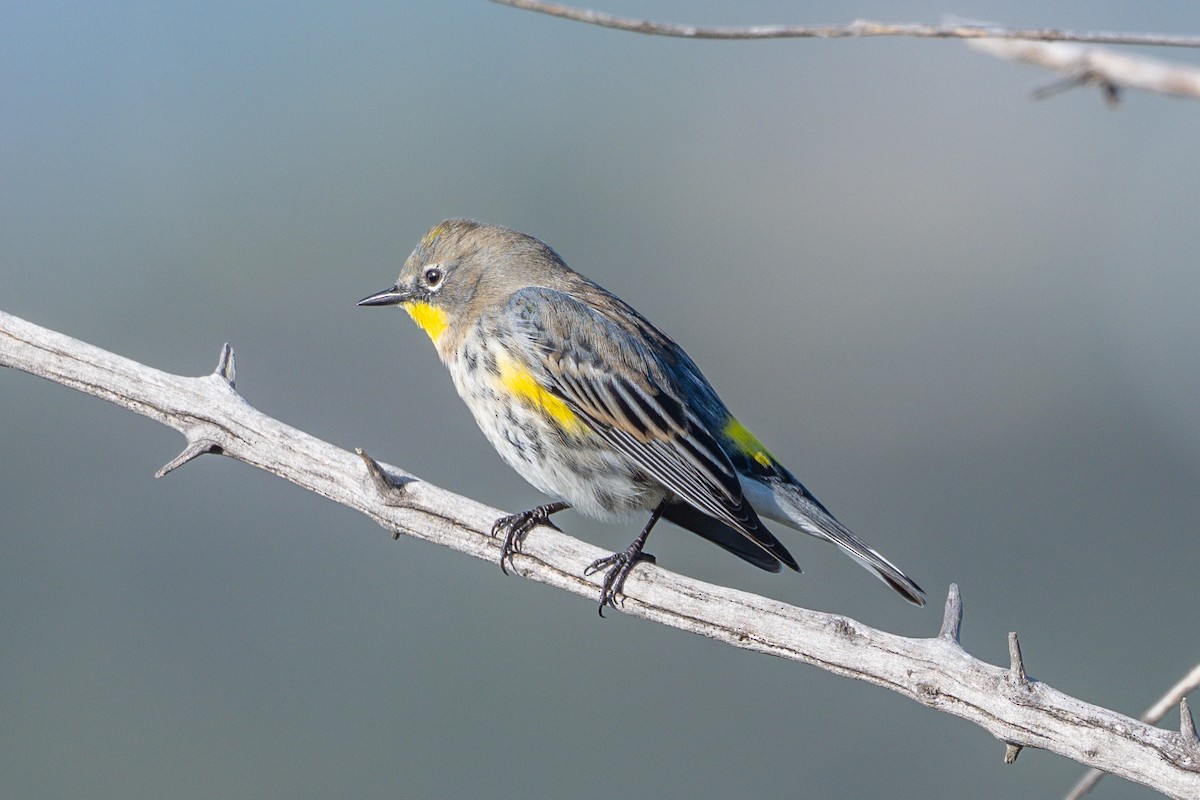 Yellow-rumped Warbler - ML646327905