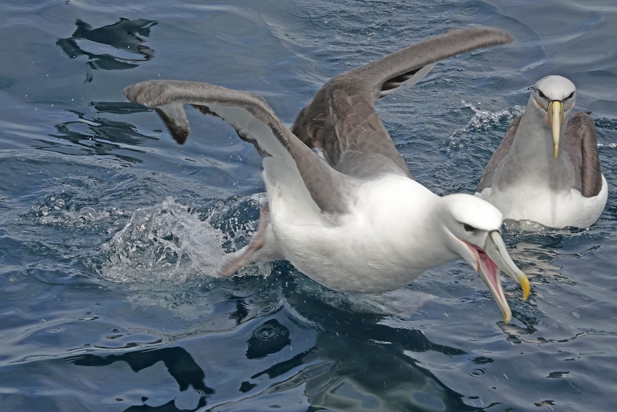 サルビンアホウドリ - ML646327906