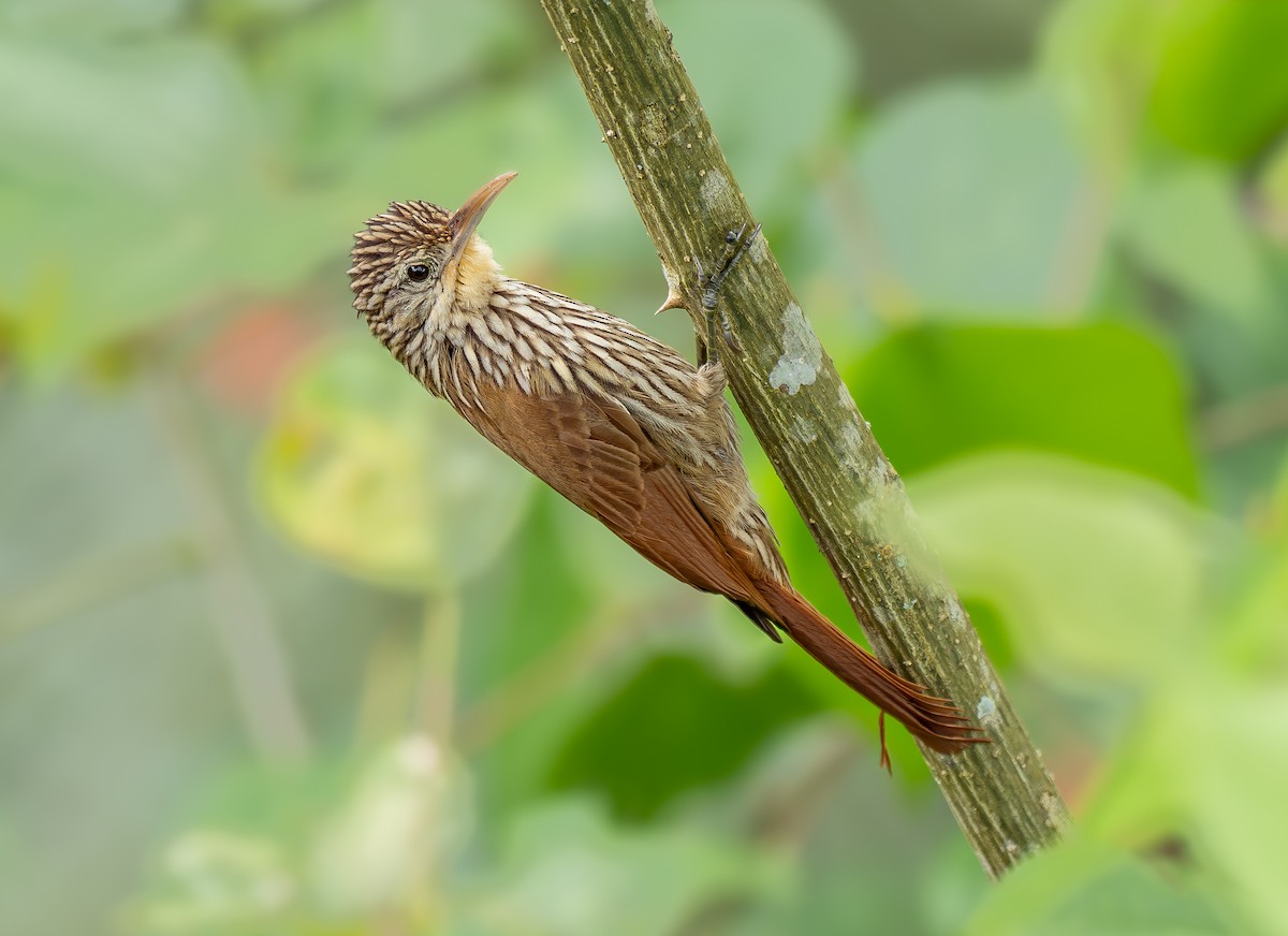 シマガシラオニキバシリ - ML646327907