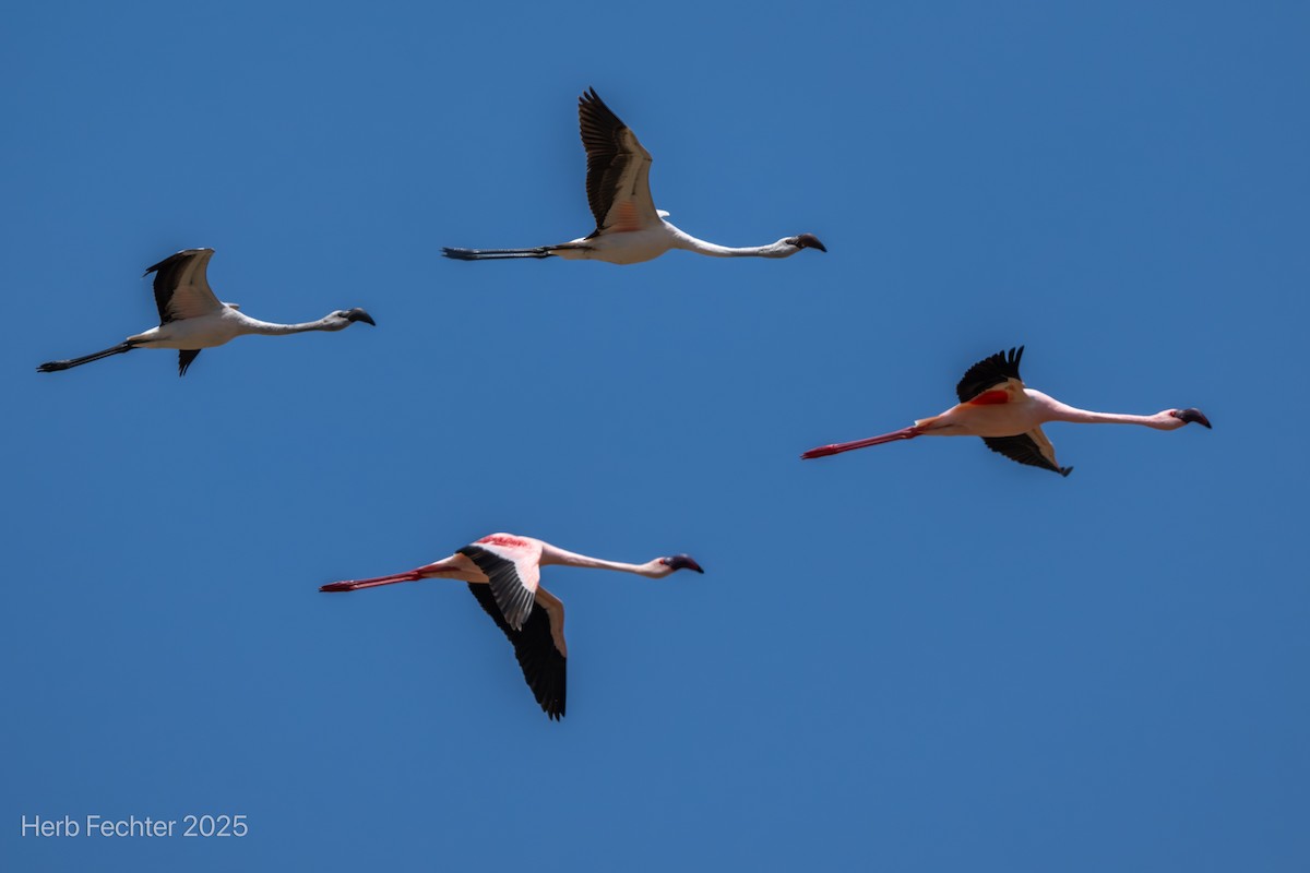 コフラミンゴ - ML646327909