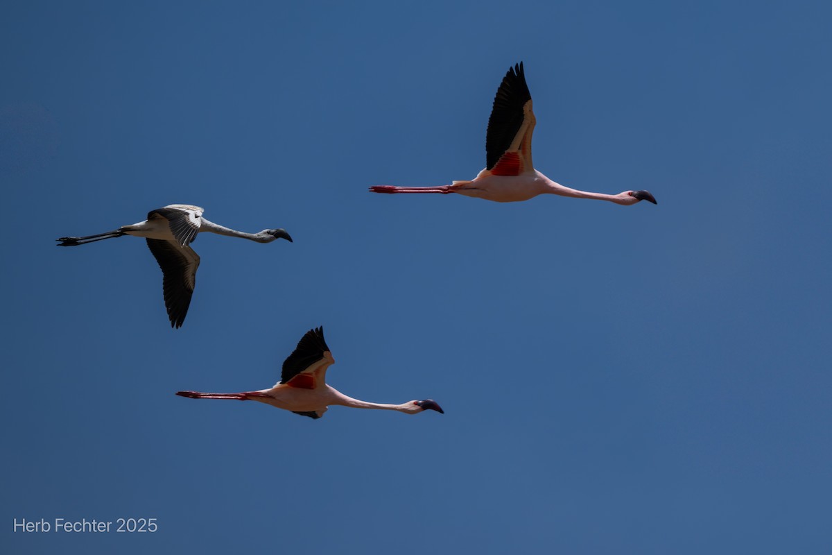 コフラミンゴ - ML646327910