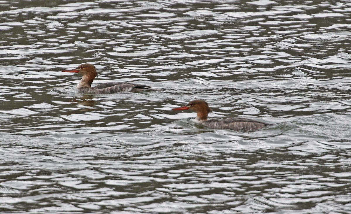 Крех середній - ML646327911