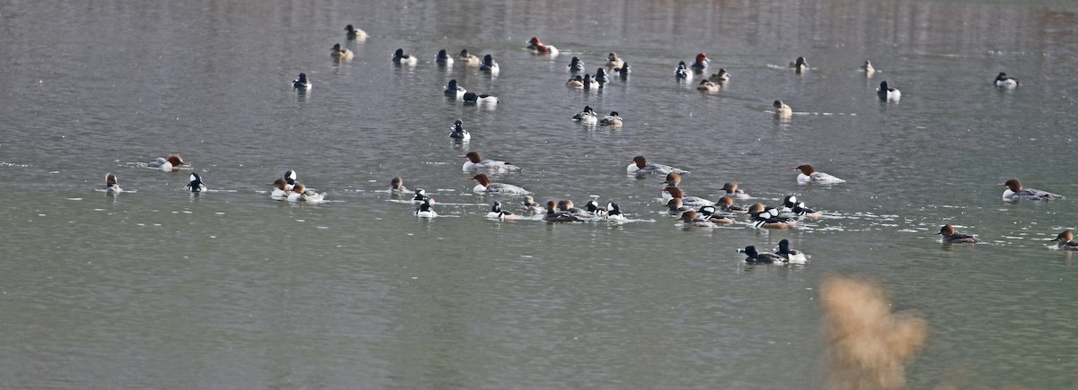 Крех середній - ML646327912